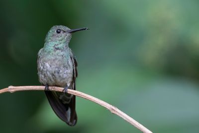 Scaly-breasted Hummingbird - Schubborstkolibrie - Colibri de Cuvier