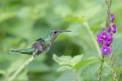 White-necked Jacobin - Witnekkolibrie - Colibri jacobin (f)