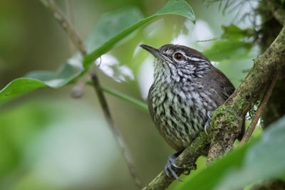 Stripe-breasted Wren - Streepborstwinterkoning - Troglodyte flammé