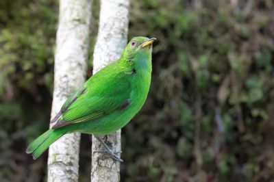 Green Honeycreeper - Groene Suikervogel - Guit-guit émeraude (f)