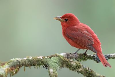 Summer Tanager - Zomertangare - Tangara vermillon (m)