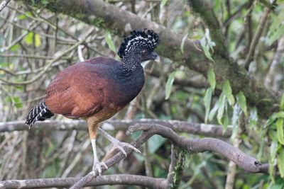 Great Curassow - Bruine Hokko - Grand Hocco (f)