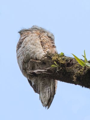 Great Potoo - Vale Reuzennachtzwaluw - Grand Ibijau
