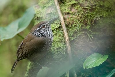 Stripe-breasted Wren - Streepborstwinterkoning - Troglodyte flammé