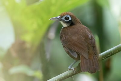 Bicolored Antbird - Tweekleurige Miervogel - Fourmilier bicolore