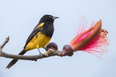 Black-cowled Oriole - Zwartborsttroepiaal - Oriole monacal