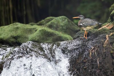 Sunbittern - Zonneral - Caurale soleil
