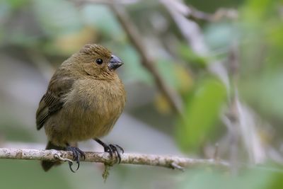 Variable Seedeater - Noordelijk Bont Dikbekje - Sporophile variable (f)