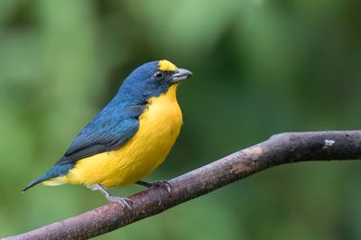 Yellow-throated Euphonia - Geelkeelorganist - Organiste à gorge jaune (m)