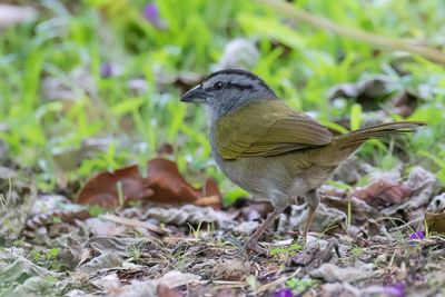 Black-striped Sparrow - Panamagors - Tohi ligné