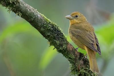 Summer Tanager - Zomertangare - Tangara vermillon (f)