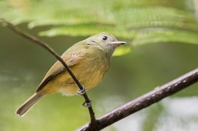 Ochre-bellied Flycatcher - Okerbuikpipratiran - Pipromorphe roussâtre