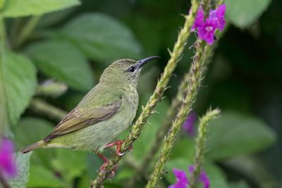Red-legged Honeycreeper - Blauwe Suikervogel - Guit-guit saï (f)