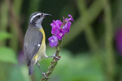 Bananaquit - Suikerdiefje - Sucrier à ventre jaune
