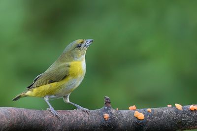 Yellow-throated Euphonia - Geelkeelorganist - Organiste à gorge jaune (f)