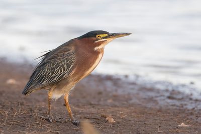 Green Heron - Groene Reiger - Héron vert