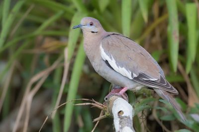 White-winged Dove - Witvleugeltreurduif - Tourterelle à ailes blanches