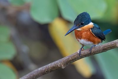 American Pygmy Kingfisher - Groene Dwergijsvogel - Martin-pêcheur nain