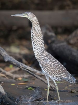 Bare-throated Tiger Heron - Mexicaanse Tijgerroerdomp - Onoré du Mexique (j)