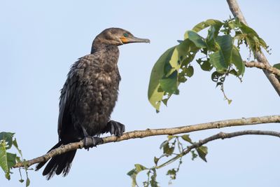 Neotropic Cormorant - Bigua Aalscholver - Cormoran vigua