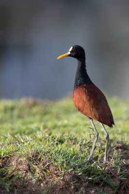 Northern Jacana - Jacana - Jacana du Mexique