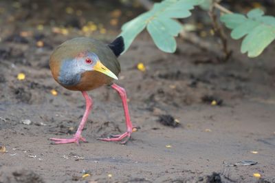 Russet-naped Wood Rail - Witbuikbosral - Râle à ventre blanc
