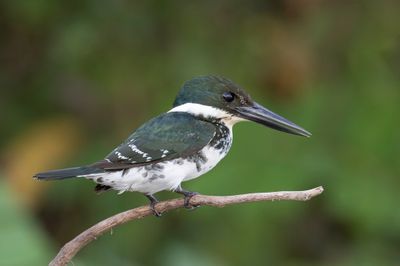 Green Kingfisher - Groene IJsvogel - Martin-pêcheur vert (f)
