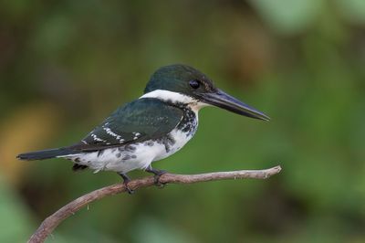 Green Kingfisher - Groene IJsvogel - Martin-pcheur vert (f)