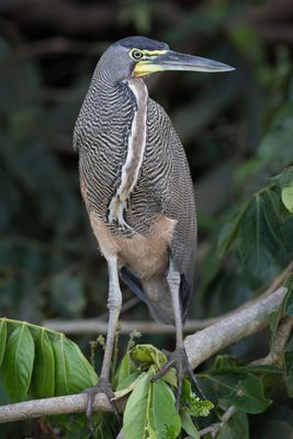 Bare-throated Tiger Heron - Mexicaanse Tijgerroerdomp - Onoré du Mexique