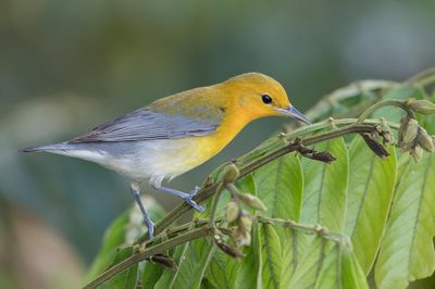 Prothonotary Warbler - Citroenzanger - Paruline orangée