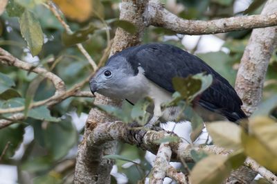 Grey-headed Kite - Grijskopwouw - Milan de Cayenne