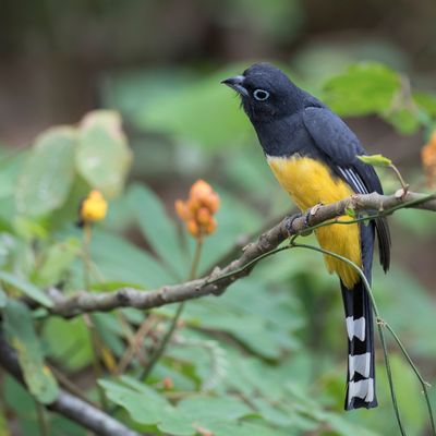 Black-headed Trogon - Zwartkoptrogon - Trogon à tête noire (m)