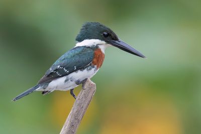 Green Kingfisher - Groene IJsvogel - Martin-pêcheur vert (m)
