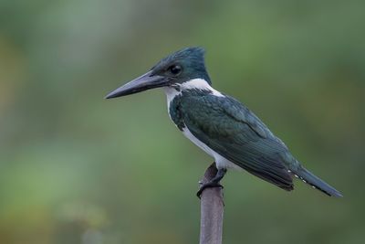 Amazon Kingfisher - Amazoneijsvogel - Martin-pcheur dAmazonie (f)