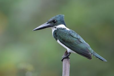 Amazon Kingfisher - Amazoneijsvogel - Martin-pêcheur d'Amazonie (f)