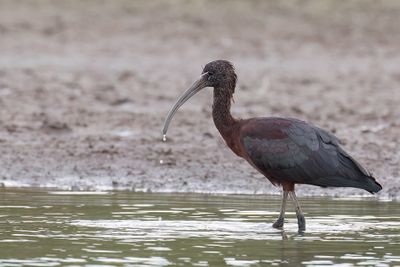 Glossy Ibis - Zwarte Ibis - Ibis falcinelle