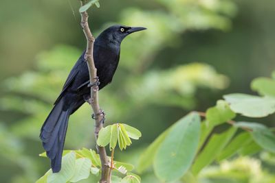 Nicaraguan Grackle - Nicaraguaanse Troepiaal - Quiscale du Nicaragua (m)