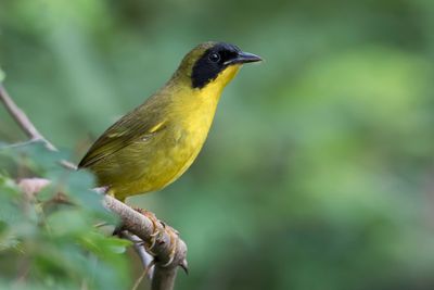 Olive-crowned Yellowthroat - Groenkruinmaskerzanger - Paruline des bambous (m)