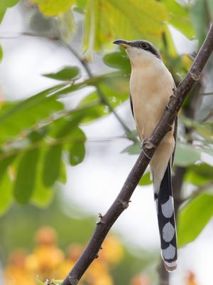 Mangrove Cuckoo - Mangrovekoekoek - Coulicou manioc