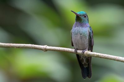 Blue-chested Hummingbird - Blauwborstamazilia - Ariane aimable