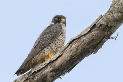 Peregrine Falcon - Slechtvalk - Faucon pèlerin