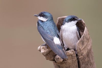 Mangrove Swallow - Mangrovezwaluw - Hirondelle des mangroves
