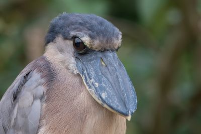 Boat-billed Heron - Schuitbekreiger - Savacou huppé