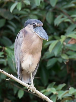 Boat-billed Heron - Schuitbekreiger - Savacou huppé