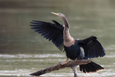 Anhinga - Amerikaanse Slangenhalsvogel - Anhinga d'Amérique (f)