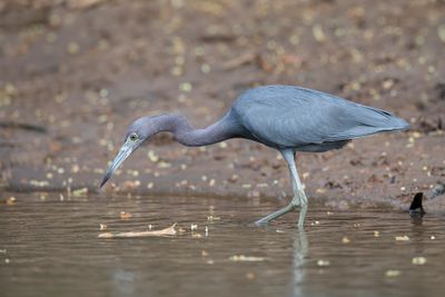 Little Blue Heron - Kleine Blauwe Reiger - Aigrette bleue