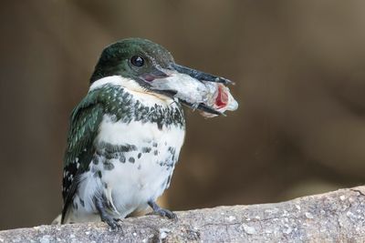 Green Kingfisher - Groene IJsvogel - Martin-pêcheur vert (f)