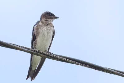 Grey-breasted Martin - Grijsborstpurperzwaluw - Hirondelle chalybée