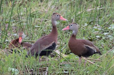 Black-bellied Whistling Duck - Zwartbuikfluiteend - Dendrocygne à ventre noir