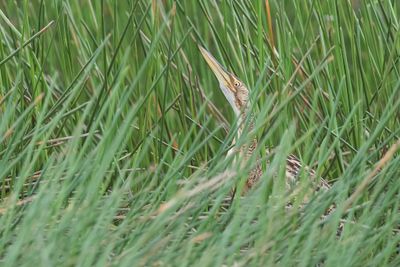Pinnated Bittern - Zuidamerikaanse Roerdomp - Butor mirasol